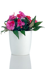 Image showing Beautiful pink impatiens flowers