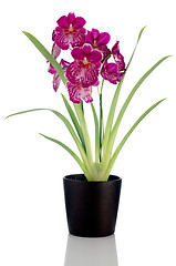 Image showing Pansy Orchid - Miltonia Lawless Falls 