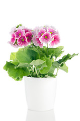 Image showing Beautiful pink primrose flowers