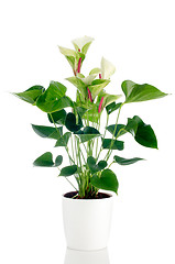 Image showing Beautiful Anthedesia anthurium