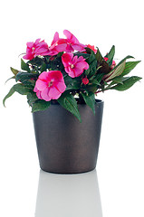 Image showing Beautiful pink impatiens flowers