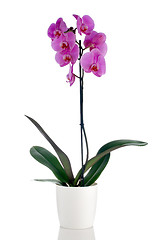 Image showing Beautiful pink orchid in a flowerpot