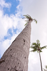 Image showing palm hight