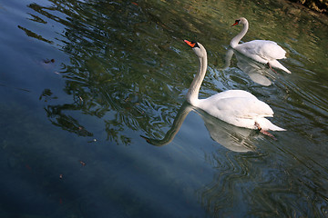 Image showing Swan and pen