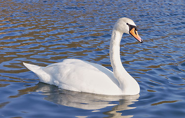 Image showing Wild Swan beautiful alone