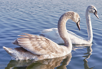 Image showing Wild Swan couple