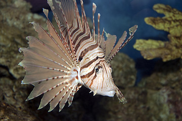 Image showing Lionfish in Coral