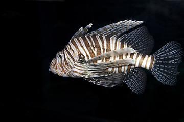 Image showing Single Lionfish