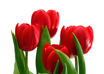 Image showing red tulips close-up