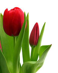 Image showing bouquet of red tulips close-up