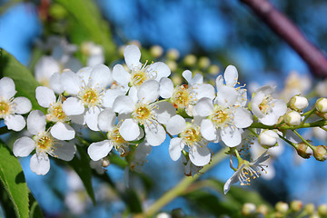 Image showing bird cherry tree flowers macro