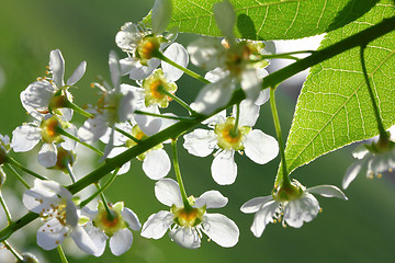 Image showing bird cherry tree flowers macro