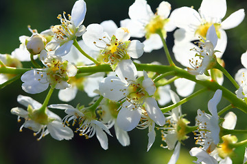 Image showing bird cherry tree flowers macro