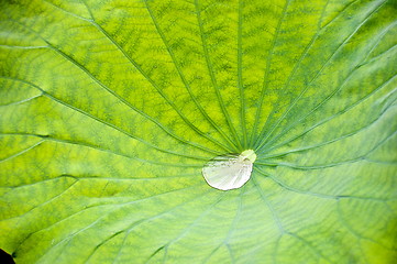 Image showing Droplet in lotus flower leaf