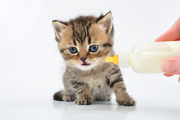 Image showing small kitten eating milk from the bottle