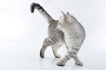Image showing adorable young silver tabby Scottish cat walking