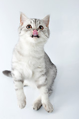 Image showing silver tabby Scottish cat with tongue out jumping