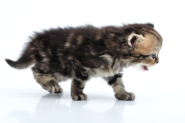 Image showing small baby kitten walking