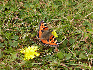 Image showing Red butterfly