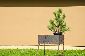 Image showing Rusty metal portable grill and spruce grow in pot 