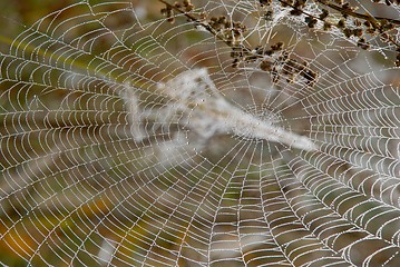 Image showing Dew on the web 