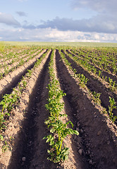 Image showing Plow potato vegetable agricultural field backdrop 