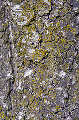 Image showing Old mossy apple tree trunk bark closeup background 