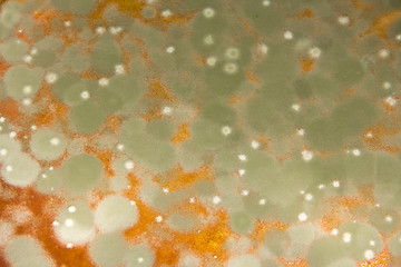 Image showing Mould