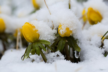 Image showing snowcovered winter aconites