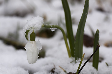 Image showing snowdrop