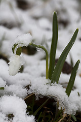 Image showing snowdrop