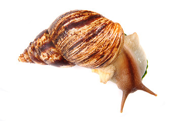 Image showing big snail 