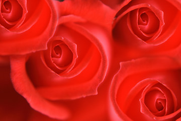 Image showing rose background