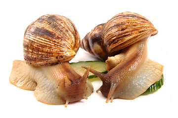 Image showing snails as happy couple 