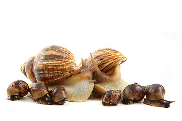 Image showing snail and his family 