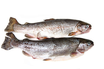 Image showing raw trout fishes