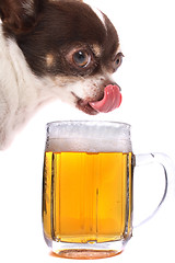 Image showing chihuahua and water beer