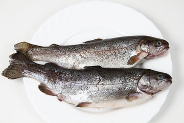 Image showing raw trout fishes