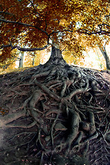 Image showing old tree