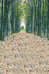 Image showing View of fallen dried leaves, a perfect straight path along the e