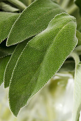 Image showing Fresh sage leaves