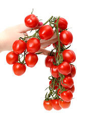 Image showing Bunch cherry tomatoes in hand