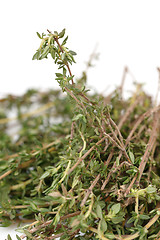 Image showing Fresh Thyme