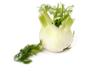 Image showing Fresh fennel