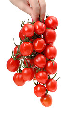 Image showing Bunch cherry tomatoes in hand