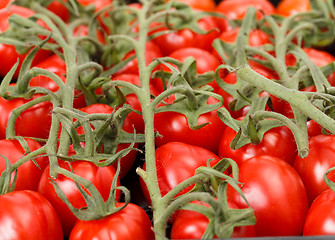 Image showing Cherry tomatoes