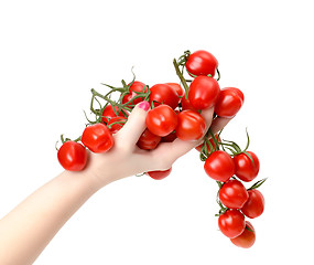 Image showing Bunch cherry tomatoes in hand