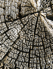 Image showing Old cracked wood