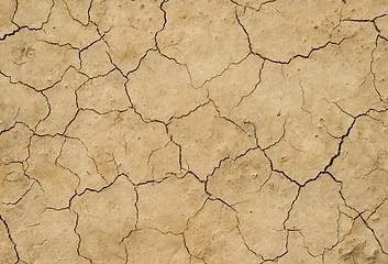 Image showing Cracked earth