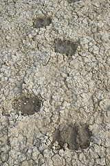Image showing Sheep tracks